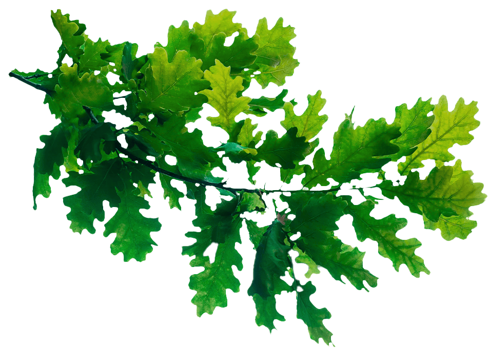 Hoja verde en primer plano representando sostenibilidad y naturaleza en territorios inteligentes.